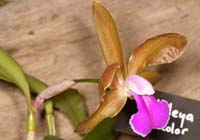 Cattleya bicolor Lillexpo 101011 (13)