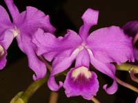 Cattleya deckeri Lillexpo 101011 (124)