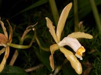 Cattleya forbesii Lillexpo 101011 (39)