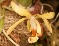 Coelogyne massangeana Lillexpo 101011 (51)