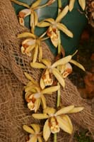 Coelogyne massangeana Lillexpo 101011 (62)