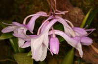 Dendrobium intricatum Lillexpo 101011 (29)