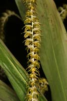 Dendrochilum magnum Lillexpo 101011 (96)