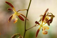 Encyclia alata Lillexpo 101011 (141)