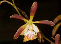 Encyclia alata Lillexpo 101011 (142)