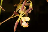 Encyclia alata Lillexpo 101011 (143)