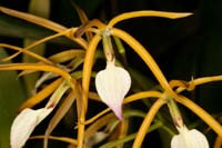 Encyclia brassavolae Lillexpo 101011 (120)