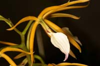 Encyclia brassavolae Lillexpo 101011 (121)