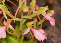 Habenaria rhodocheila Lillexpo 101011 (3)