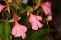 Habenaria rhodocheila Lillexpo 101011 (4)