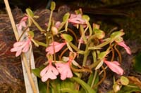 Habenaria rhodocheila Lillexpo 101011 (80)