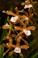 Miltonia candida Lillexpo 101011 (34)