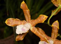 Miltonia candida Lillexpo 101011 (35)