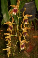 Odontoglossum andreettae Lillexpo 101011 (52)