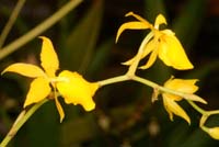 Odontoglossum aureum Lillexpo 101011 (49)