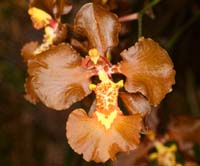 Oncidium forbesii Lillexpo 101011 (17)