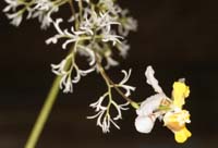 Oncidium heteranthum Lillexpo 101011 (9)