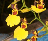 Oncidium insigne Lillexpo 101011 (12)