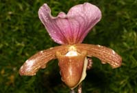 Paphiopedilum charlesworthii Lillexpo 101011 (42)