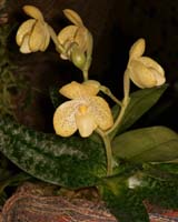 Paphiopedilum concolor Lillexpo 101011 (87)