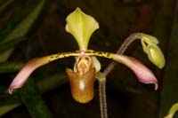 Paphiopedilum lowii Lillexpo 101011 (92)