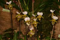 Paphiopedilum spicerianum Lillexpo 101011 (44)