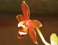 Phalaenopsis  thalebanii Lillexpo 101011 (70)