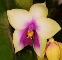 Phalaenopsis bellina Lillexpo 101011 (126)