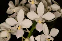 Phalaenopsis equestris alba Lillexpo 101011 (127)