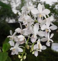 Phalaenopsis equestris alba Lillexpo Sam 101011  (4)