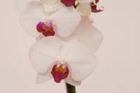 Phalaenopsis hyb Lillexpo 101011 (133)