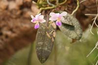 Phalaenopsis lindenii Lillexpo 101011 (112)