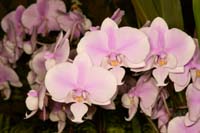 Phalaenopsis schilleriana Lillexpo 101011 (21)