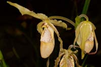 Phragmipedium caudatum Lillexpo 101011 (66)