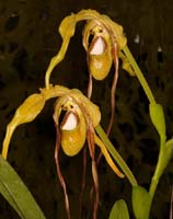 Phragmipedium caudatum Lillexpo 101011 (71)