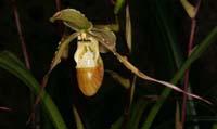 Phragmipedium christiansenianum Lillexpo 101011 (73)