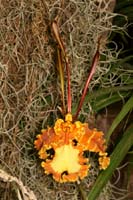 Psychopsis versteegiana Lillexpo 101011 (108)