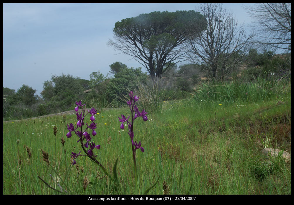 207Anacamptis-laxiflora9
