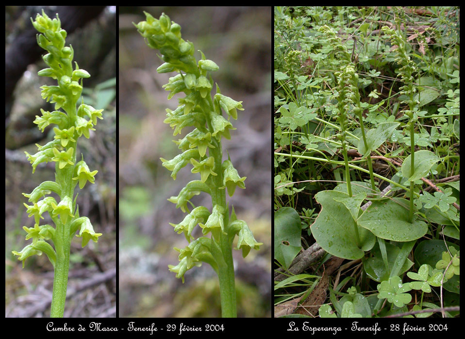 210Gennaria-diphylla4