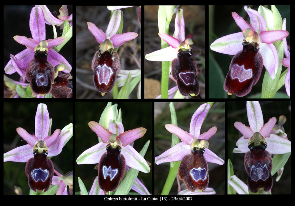 224Ophrys-aurelia11