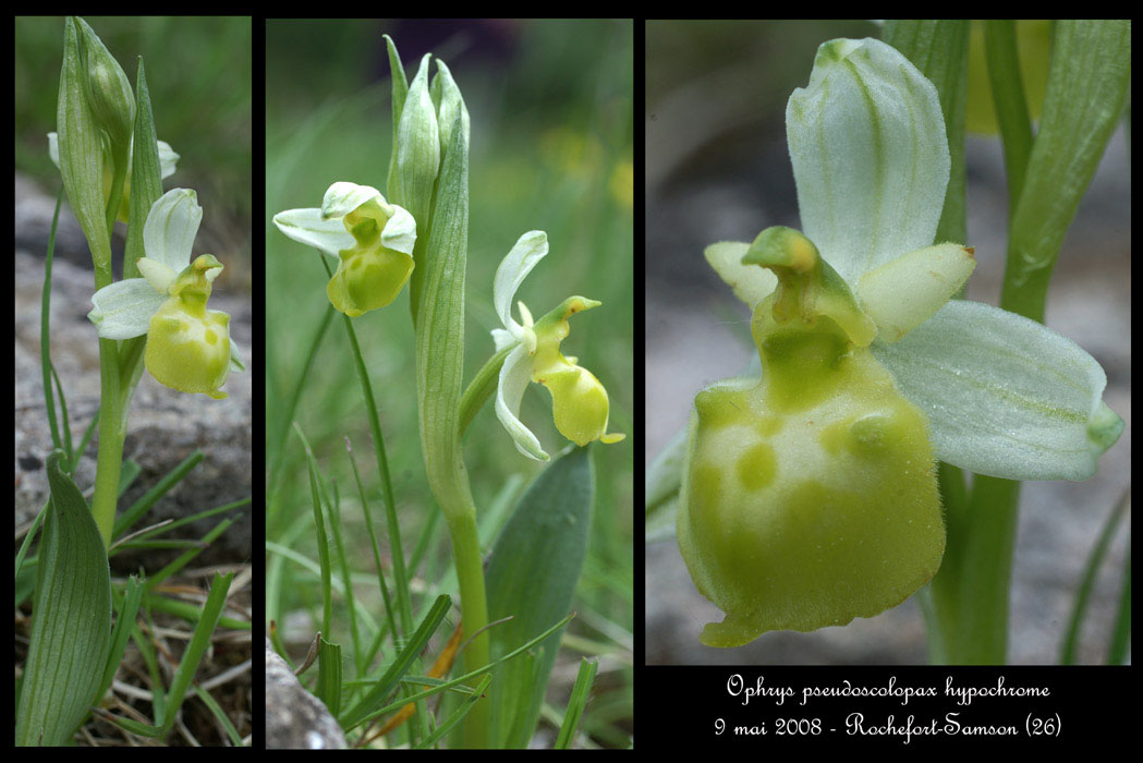 239Ophrys pseudoscolopax hypochrome