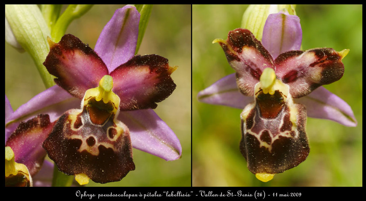239Ophrys-pseudoscolopaxl