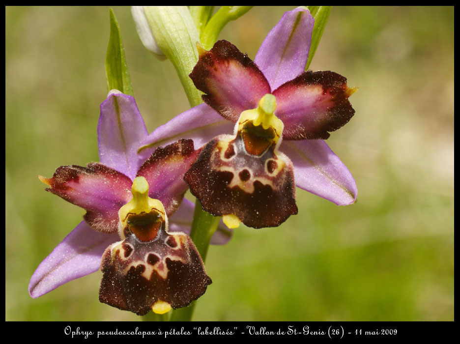 239Ophrys-pseudoscolopaxl2