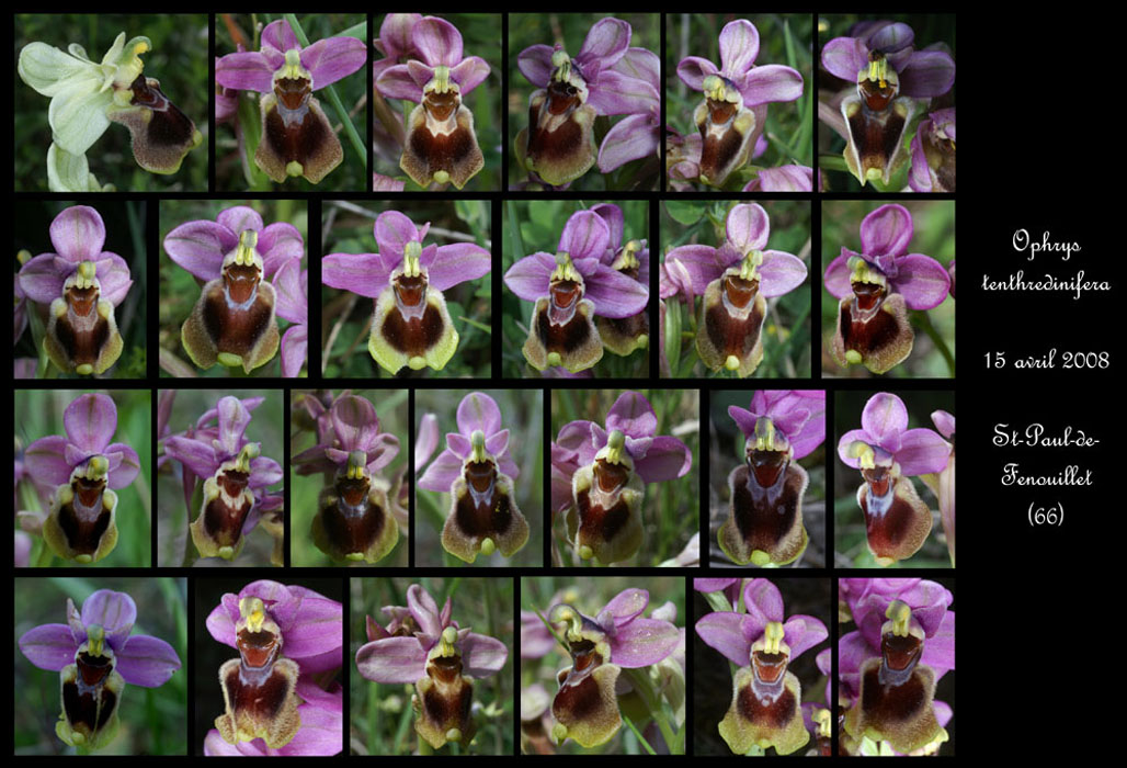 242Ophrys-tenthredinifera6N
