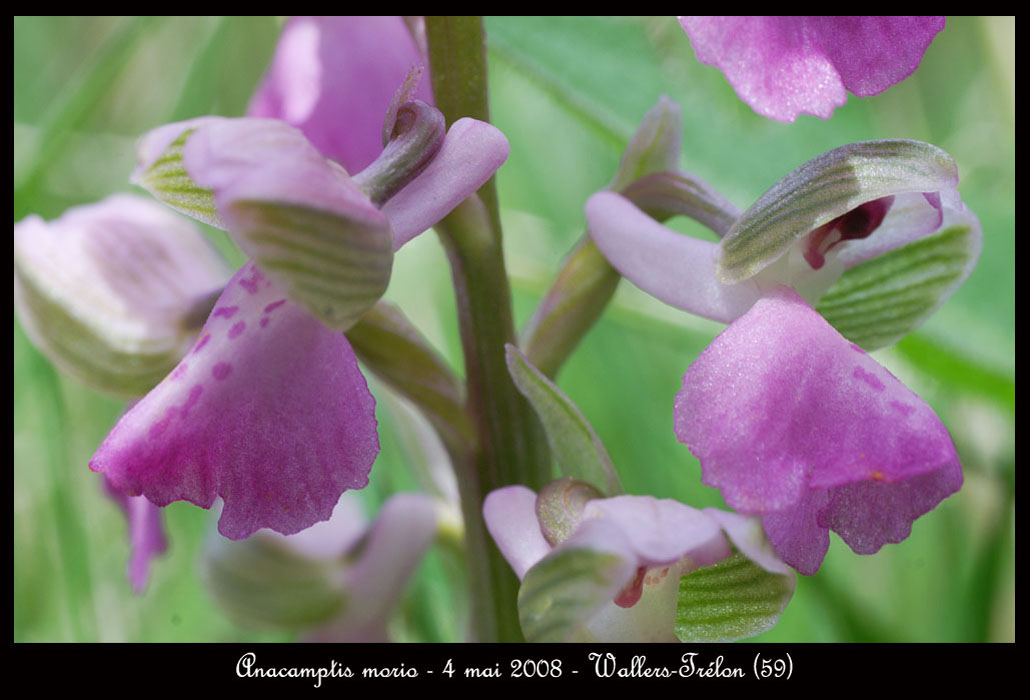58 Anacamptis-morio5