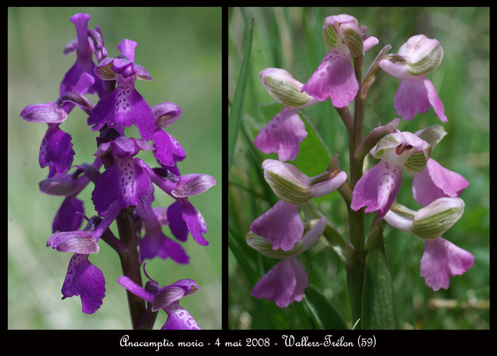 61 Anacamptis-morio-Wallers-Trelon-040508-(32)