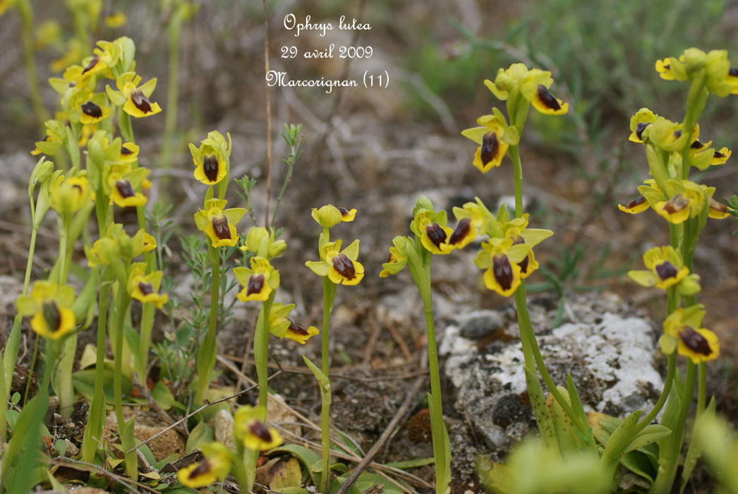 74-Ophrys-lutea-Marcorignan-290409-(75)