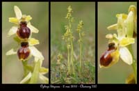 10-ophrys-litigiosa