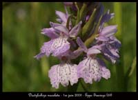 101 Dactylorhiza-maculata-Eppe-Sauvage-010609-(120)