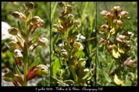 164Coeloglossum-viride2